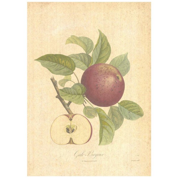 Flax Art Poster | Encyclopedia Apple B | FWP-AP-EN6B